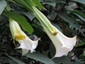 Bunch of blooming Brugmansia versicolor, also known as angelÃ¢â¬â¢s trumpets